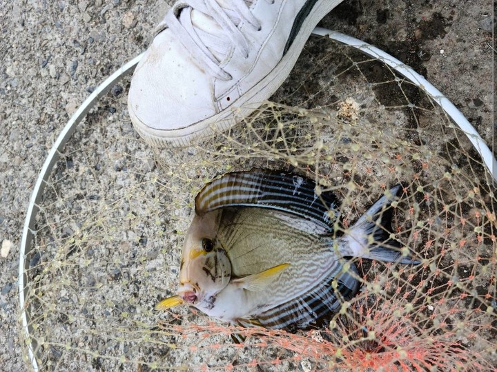 教你如何釣熱帶魚回家養.-黑白關刀蝶魚