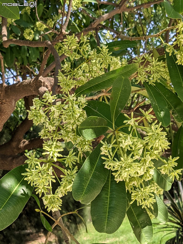 黑板樹+豔紫荊 台南市安平區城平路 11/29