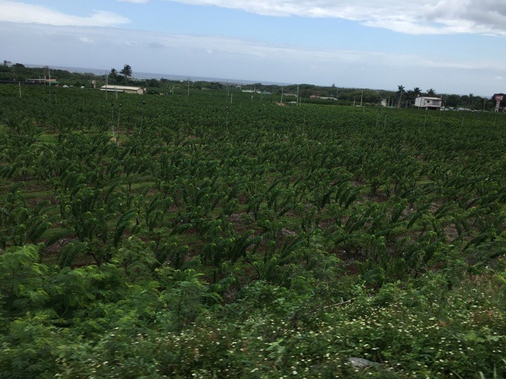 搭末班車「藍皮普快」騎遊台東鹿野