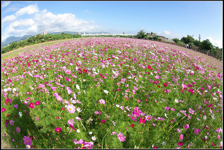 關渡花海-20201122