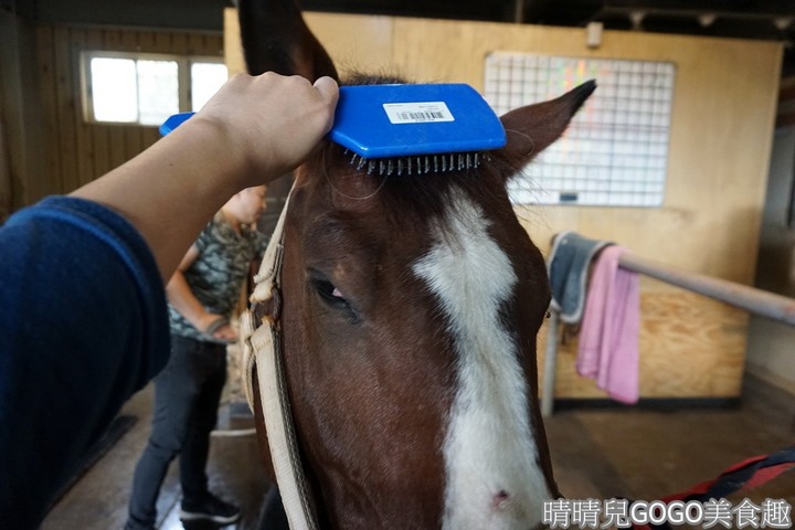 新竹縣.新埔-大日馬術文創園區.冬夏令營.英式馬場馬術體驗.馬術運動.地址|電話|營業時間