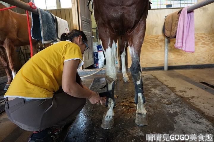 新竹縣.新埔-大日馬術文創園區.冬夏令營.英式馬場馬術體驗.馬術運動.地址|電話|營業時間