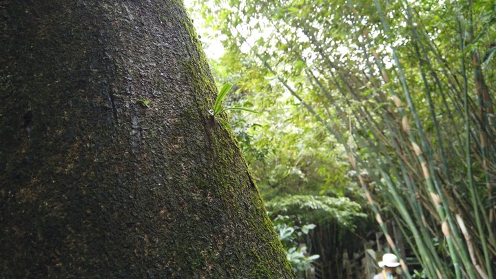 [樂山童盟] [台北文山] 茶香環狀步道(健康步道-茶展中心步道-壺穴步道-小天空步道)