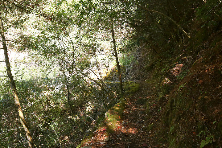 台中和平｜大雪山國家森林遊樂區｜小神木一點也不小．遠眺群山雲海大景