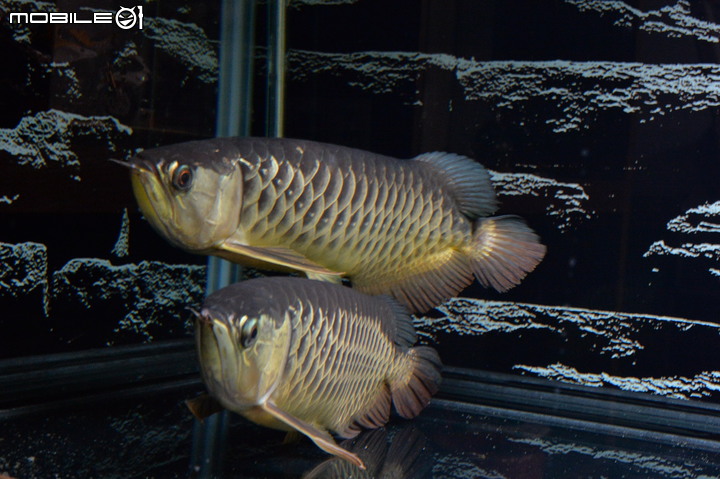 觀賞魚 : 那些年一起陪伴過的魚兒