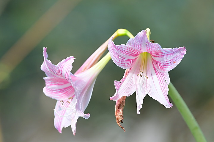 到台東拍到遊隼垂直俯衝，欣賞小黃山、卑南溪、富源觀景台、卑南溪水利公園、頂岩灣四格山和美濃冰品。