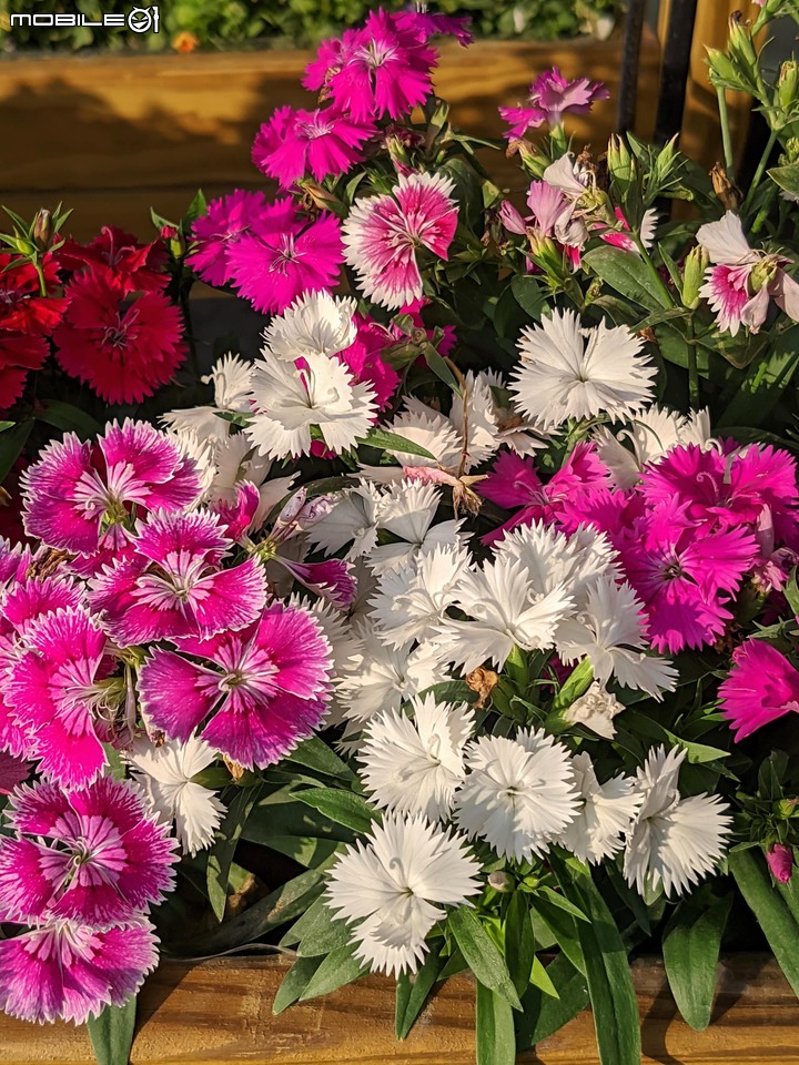 耶誕花道 台南市議會永華路二段 12/17