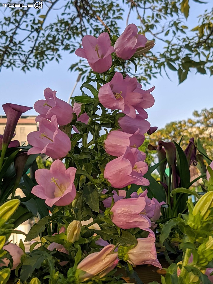 耶誕花道 台南市議會永華路二段 12/17