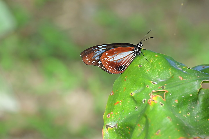 到台東拍到遊隼垂直俯衝，欣賞小黃山、卑南溪、富源觀景台、卑南溪水利公園、頂岩灣四格山和美濃冰品。