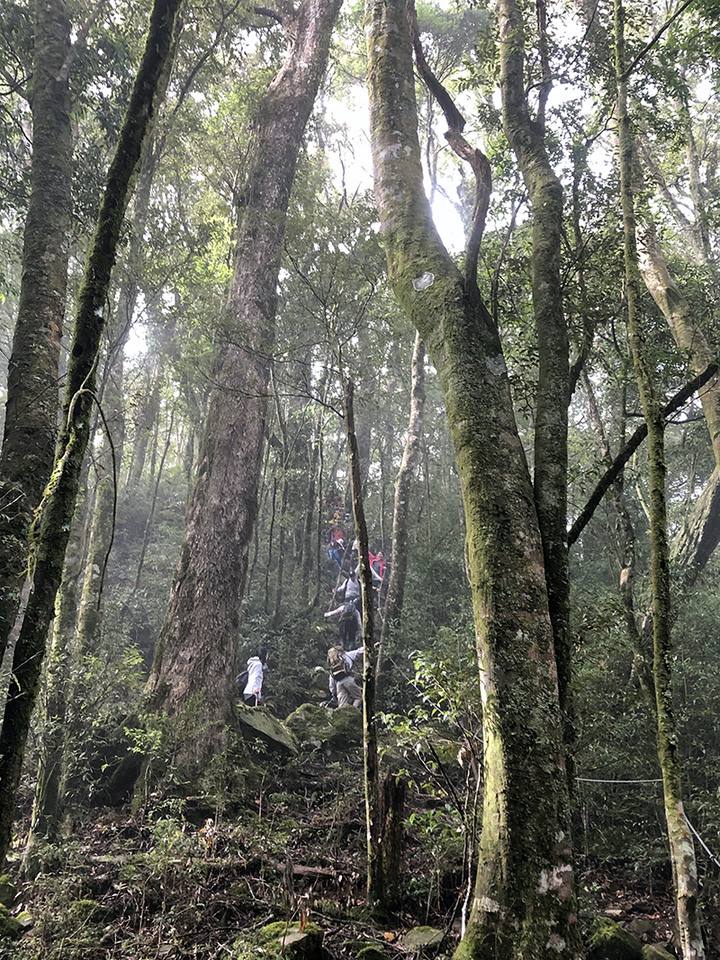 稍來山南峰紅榨槭開始轉紅~~~賞楓兼爬小百岳