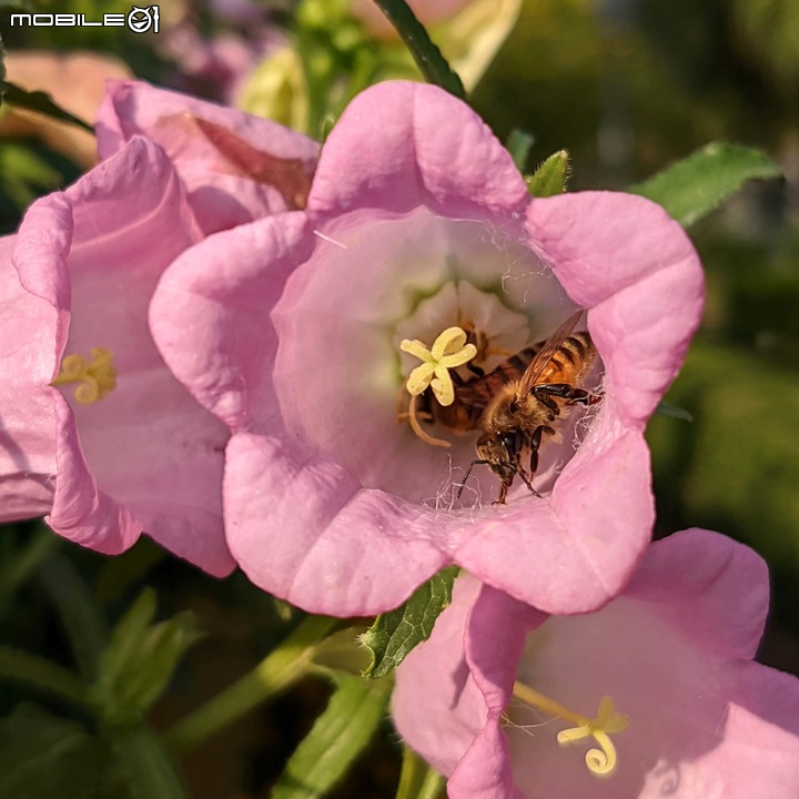 耶誕花道 台南市議會永華路二段 12/17