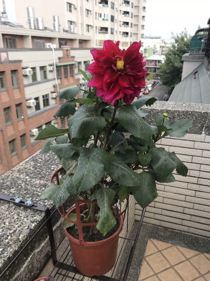新手求助 大理花葉子開始垂軟
