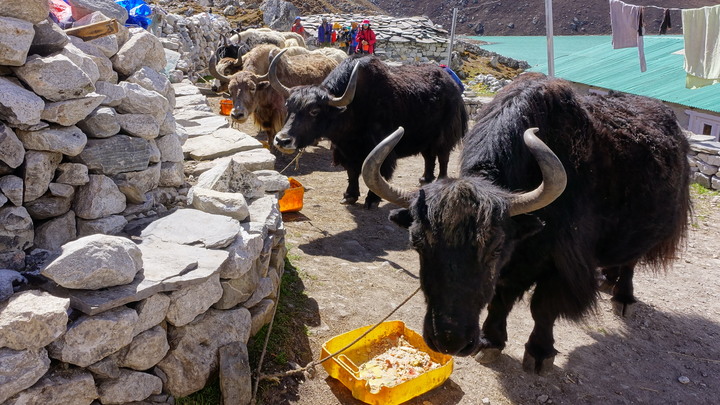 我的尼泊爾聖母峰基地營之旅(2019)