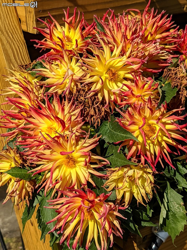 耶誕花道 台南市議會 12/26