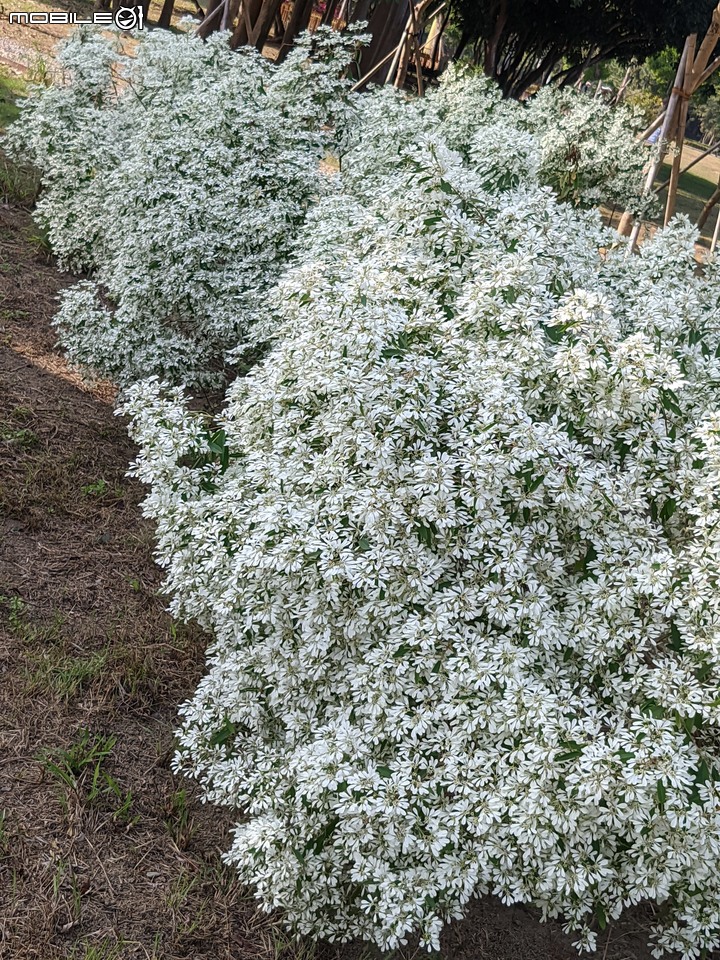 白雪木+粉葉金花 台南市山上區水道博物館 12/17