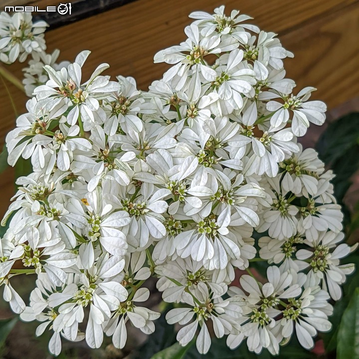 耶誕花道 台南市議會永華路二段 12/17