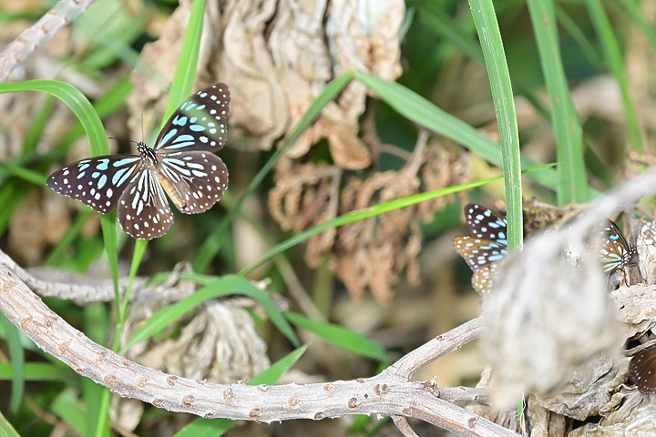 到台東拍到遊隼垂直俯衝，欣賞小黃山、卑南溪、富源觀景台、卑南溪水利公園、頂岩灣四格山和美濃冰品。