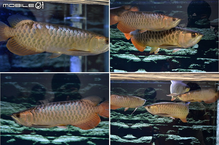 觀賞魚 : 那些年一起陪伴過的魚兒