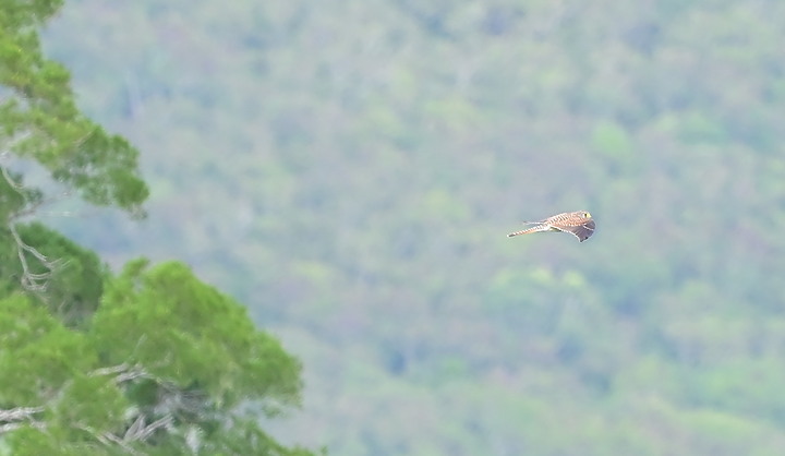到台東拍到遊隼垂直俯衝，欣賞小黃山、卑南溪、富源觀景台、卑南溪水利公園、頂岩灣四格山和美濃冰品。