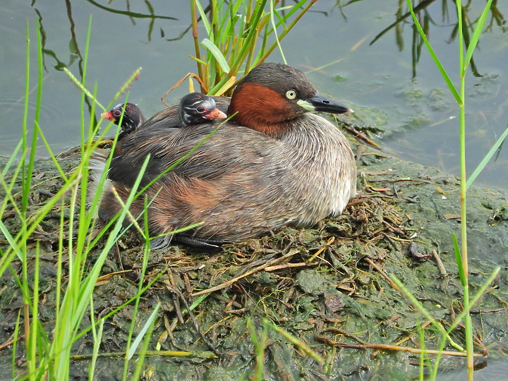 點我看大圖 Nikon P1000:池塘裡的溫馨,小鷿鷈揹小小鷿鷈。
