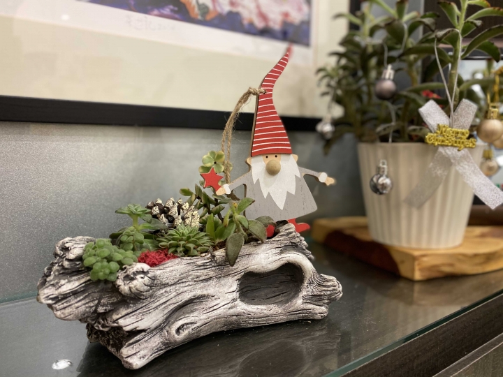 多肉聖誕禮物🎁