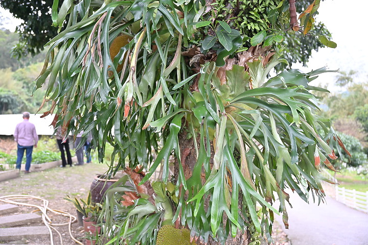 到台東拍到遊隼垂直俯衝，欣賞小黃山、卑南溪、富源觀景台、卑南溪水利公園、頂岩灣四格山和美濃冰品。