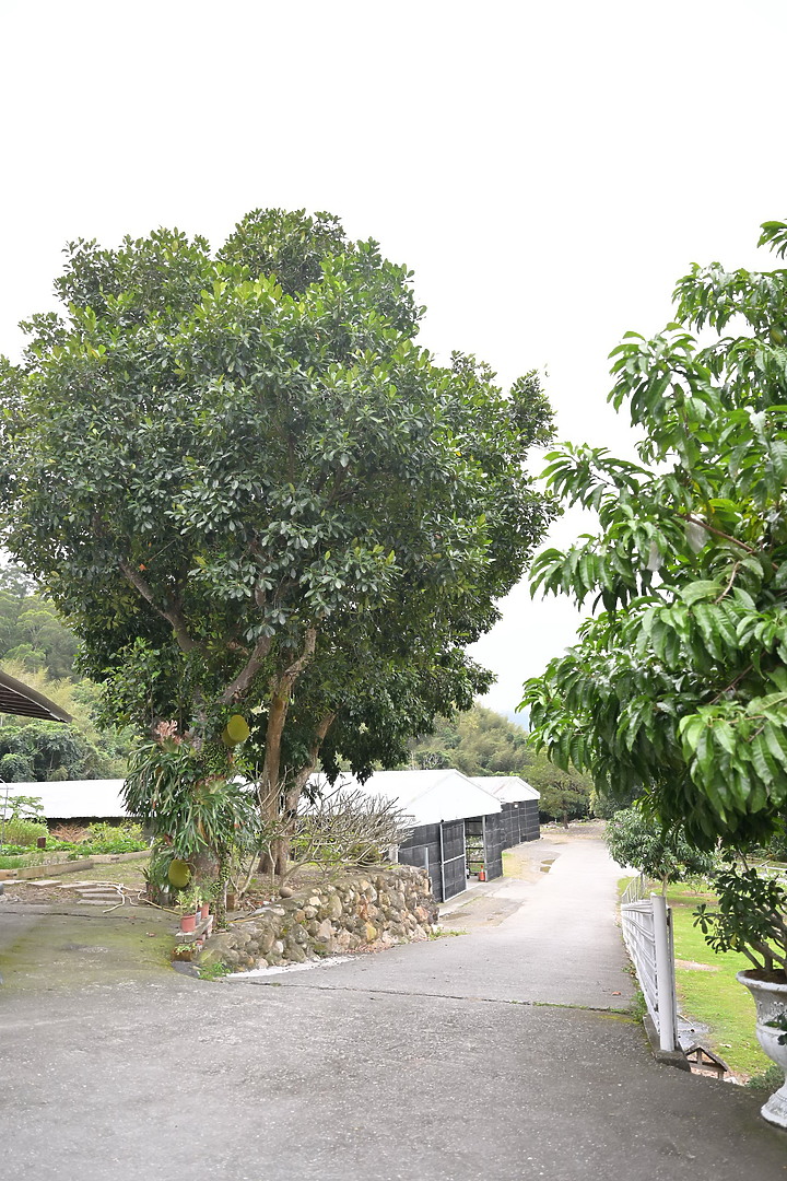 到台東拍到遊隼垂直俯衝，欣賞小黃山、卑南溪、富源觀景台、卑南溪水利公園、頂岩灣四格山和美濃冰品。