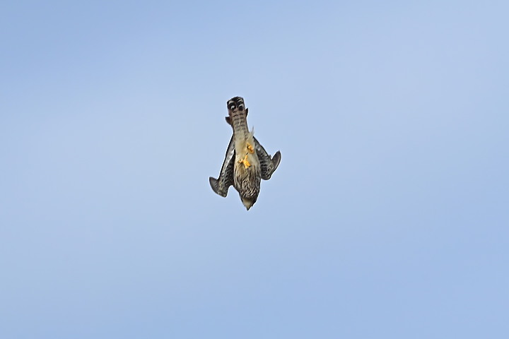 到台東拍到遊隼垂直俯衝，欣賞小黃山、卑南溪、富源觀景台、卑南溪水利公園、頂岩灣四格山和美濃冰品。