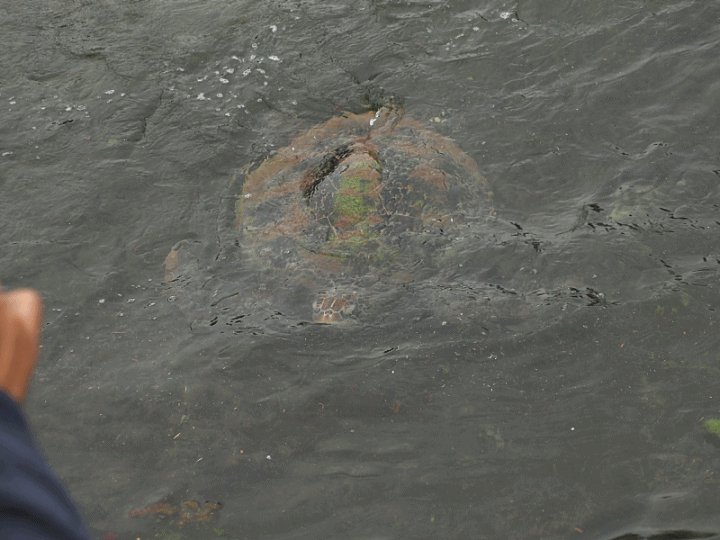 小琉球SUP、漁福漁港潮間帶、龍蝦洞找海龜、海子口漁港海龜現身 — 老狗抓住夏天的尾巴之「偽出國」行旅第二部 — 琉球嶼的水上活動與生態景點