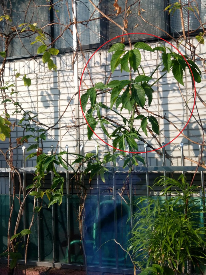 想請問一下這是哪種藤蔓植物啊??