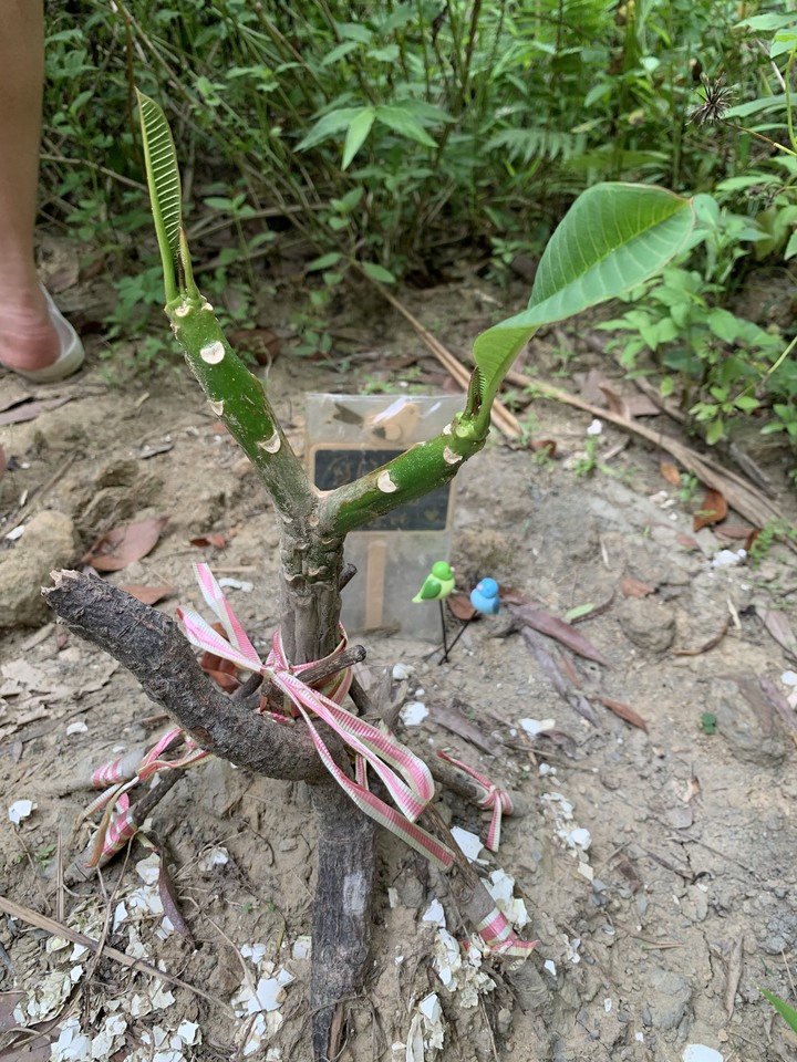 新手求助，不知道雞蛋花有沒有救活