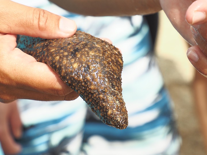 小琉球SUP、漁福漁港潮間帶、龍蝦洞找海龜、海子口漁港海龜現身 — 老狗抓住夏天的尾巴之「偽出國」行旅第二部 — 琉球嶼的水上活動與生態景點