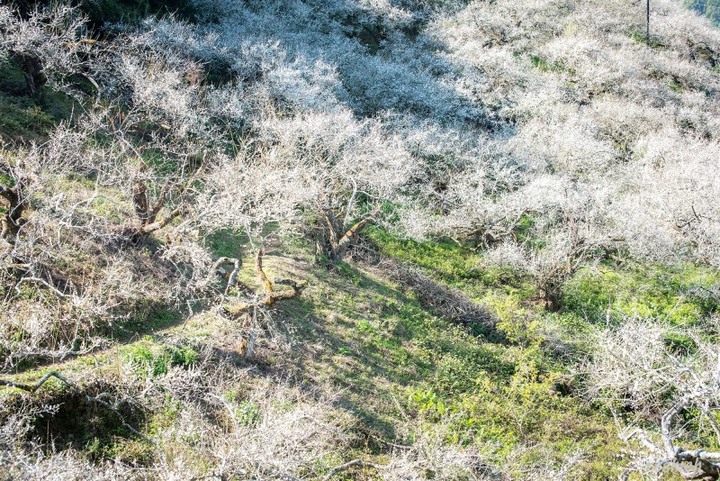 南投「踏雪尋梅」！最佳賞梅期曝光，準備迎接夢幻雪白隧道