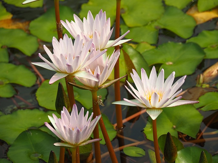 到高雄逍遙去,因為有座逍遙園 — 日治時期華族農莊豪宅,同時也是新南向基地