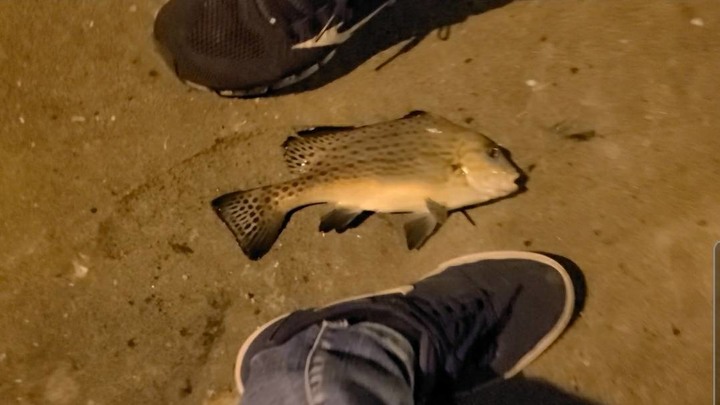 【新聞小洞傳奇】原來漁港道路旁小洞真的有魚 /紅槽/包公/海雞母 高雄&台南