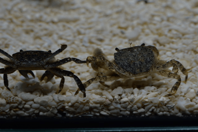 觀賞魚 : 那些年一起陪伴過的魚兒