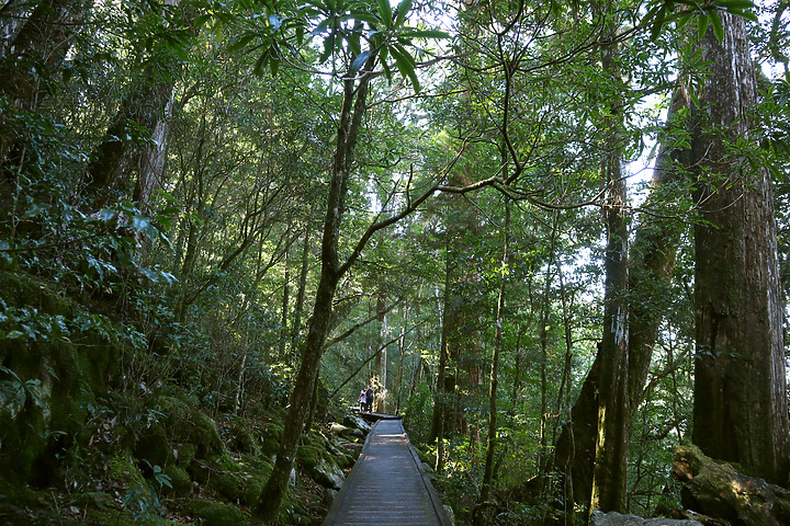 台中和平｜大雪山國家森林遊樂區｜小神木一點也不小．遠眺群山雲海大景