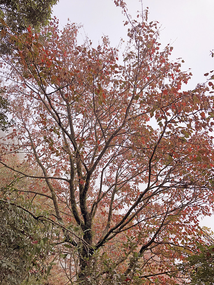 稍來山南峰紅榨槭開始轉紅~~~賞楓兼爬小百岳