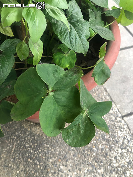 店面花盆長出這種藥草,想問問大家這是什麼藥草學名?