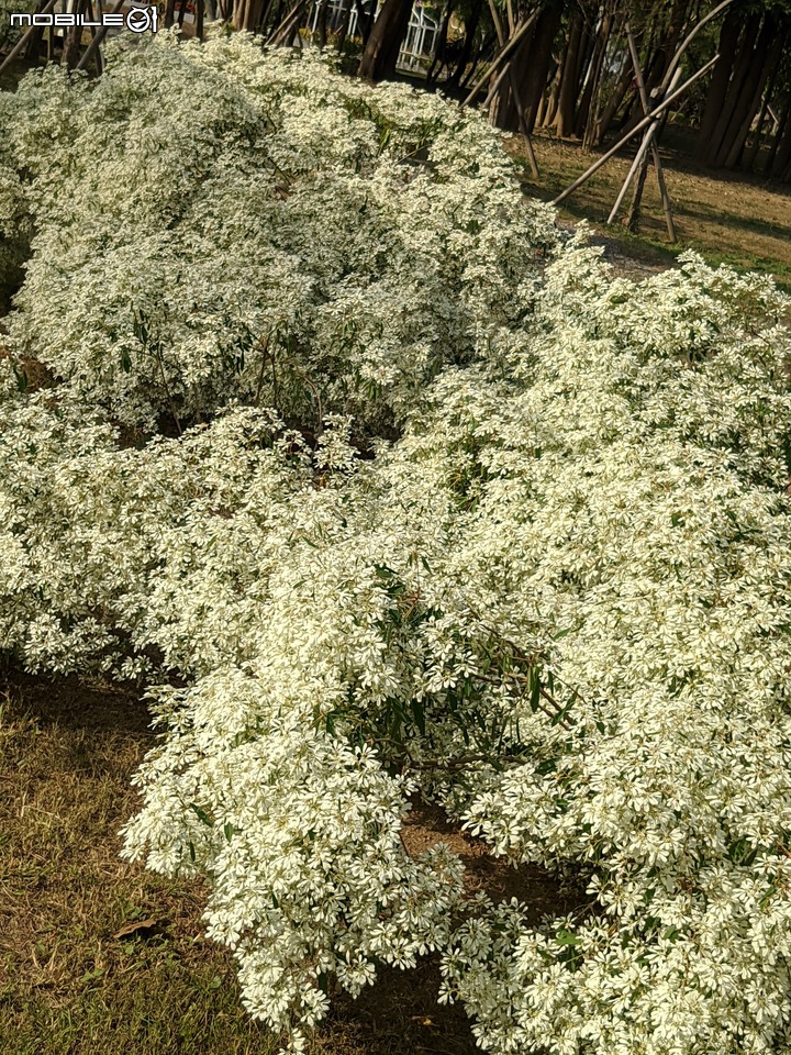 白雪木+粉葉金花 台南市山上區水道博物館 12/17