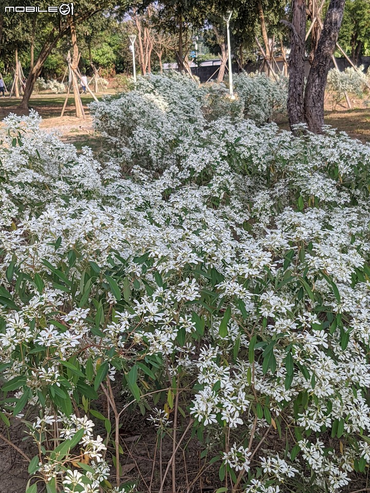 白雪木+粉葉金花 台南市山上區水道博物館 12/17