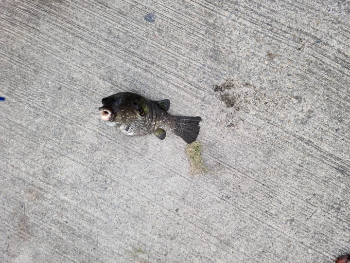 【新聞小洞傳奇】原來漁港道路旁小洞真的有魚 /紅槽/包公/海雞母 高雄&台南