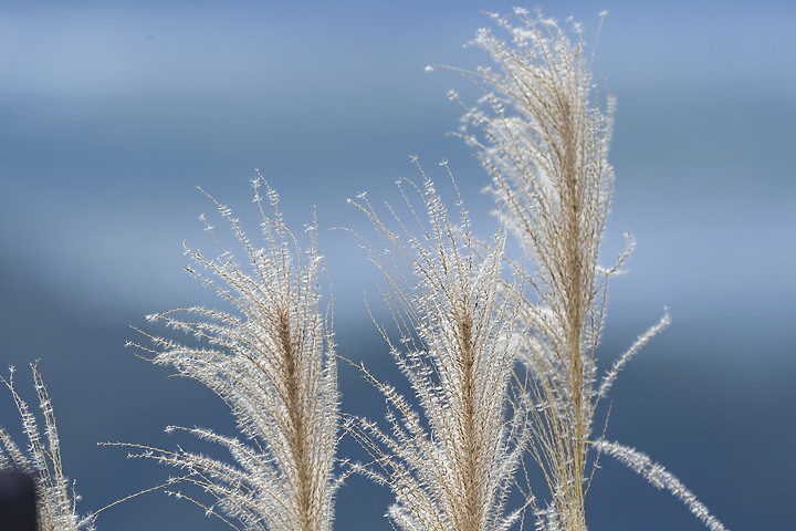 到台東拍到遊隼垂直俯衝，欣賞小黃山、卑南溪、富源觀景台、卑南溪水利公園、頂岩灣四格山和美濃冰品。