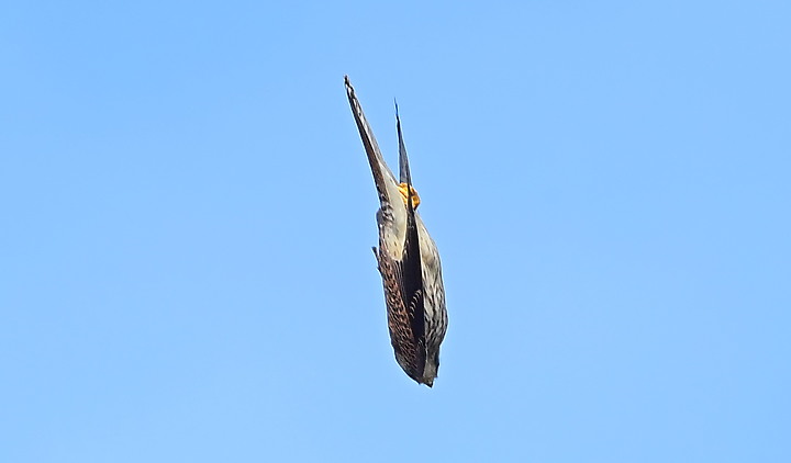 到台東拍到遊隼垂直俯衝，欣賞小黃山、卑南溪、富源觀景台、卑南溪水利公園、頂岩灣四格山和美濃冰品。