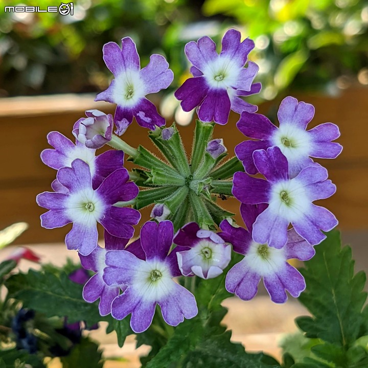 耶誕花道 台南市議會永華路二段 12/17