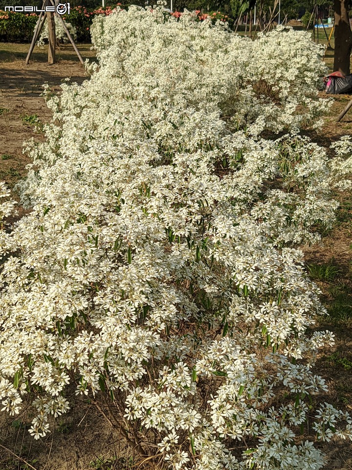 白雪木+粉葉金花 台南市山上區水道博物館 12/17