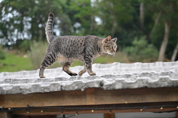 到台東拍到遊隼垂直俯衝，欣賞小黃山、卑南溪、富源觀景台、卑南溪水利公園、頂岩灣四格山和美濃冰品。