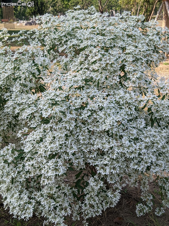 白雪木+粉葉金花 台南市山上區水道博物館 12/17