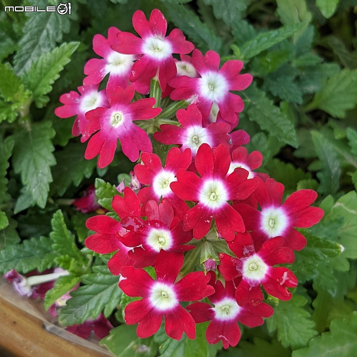 耶誕花道 台南市議會永華路二段 12/17