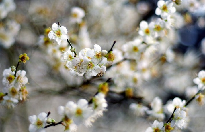 南投「踏雪尋梅」！最佳賞梅期曝光，準備迎接夢幻雪白隧道